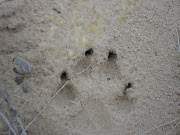 . because they dig into the ground more than the above dog paw print. (petrogyphs )