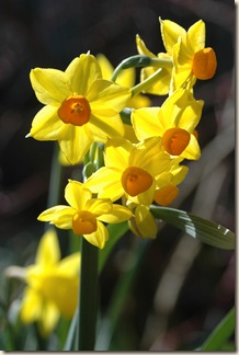 garden 040