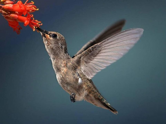 Colorful Birds - Beautiful Collection Seen On www.coolpicturegallery.us