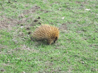 I Dig In The Ground Down Under.