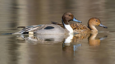 Northern Pintail flying in winter season India