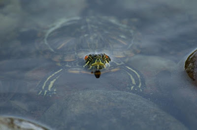 Turtle research shows sex selection based on eggs sensing temperatures hindered by evolutionary thinking.