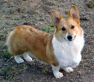 Pembroke Welsh Corgi Puppy Pictures