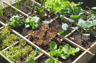 How To Start A Vegetable Garden From Scratch