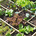 35 How To Start A Vegetable Garden From Scratch