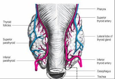 dokTerCantik Paratiroid  Anatomi 