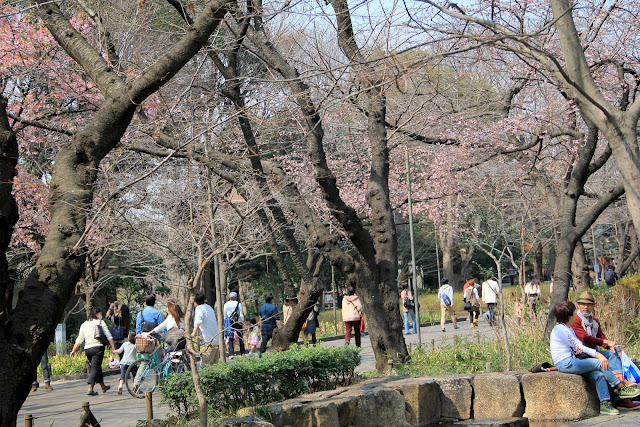 日本 東京 上野公園 櫻花