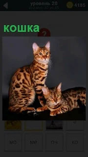 На фотографии изображены две породистых кошки, одна из которых лежит и смотрит в сторону