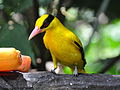 burung kepodang emas, kicau kepodang emas,