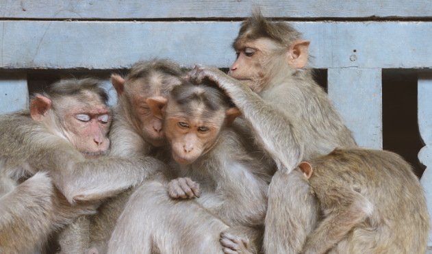 The macaque family of Virupaksha Temple, Hampi