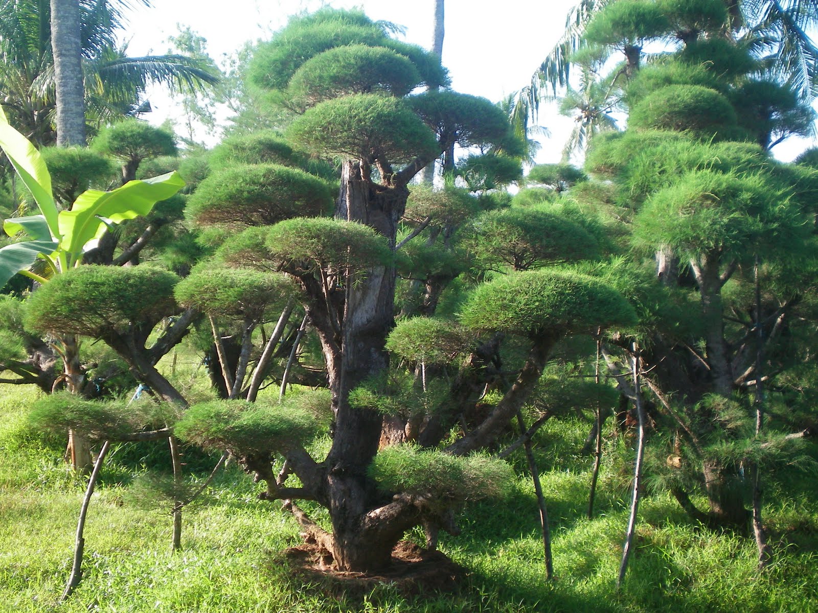 Jual Pohon Cemara Udang Bonsai Harga Cemara Udang Murah Tukang