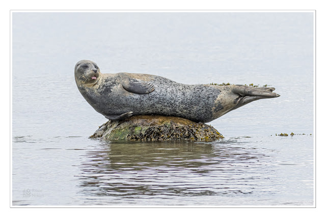 A Harbour seal at rest