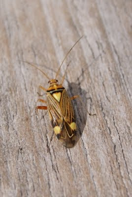 Gestreepte Eikenblindwants - - Rhabdomiris striatellus