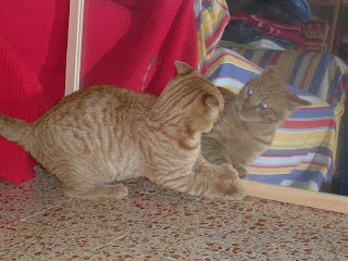 cat and ikea mirror