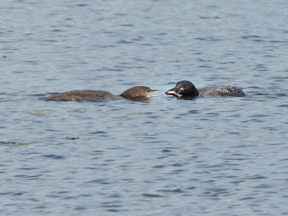 common loon. immature common loon while