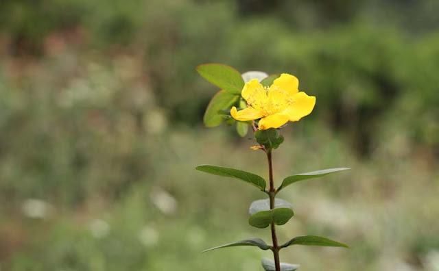 Hypericum Flowers