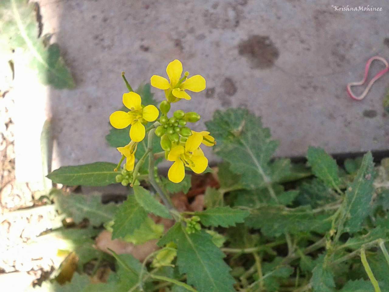 Image: Small Yellow Wild Flowers