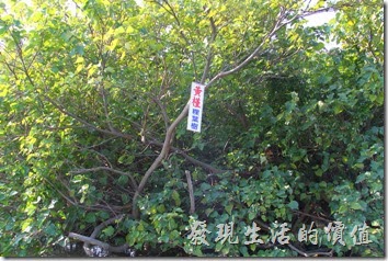 台南-四草竹筏綠色隧道05