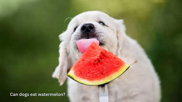 Black Diamond Watermelon, can dogs eat watermelon, can cats eat watermelon, can dog eat watermelon, can cat eat watermelon, dogs eat watermelon, cats eat watermelon, witlifestylist, black diamond watermelon neutron fact.