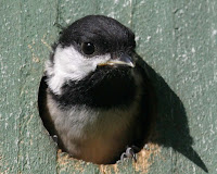 Chickadee Birdhouse Plans