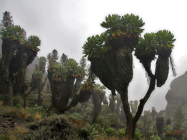 Senecio del Kilimangiaro tra la Nebbia