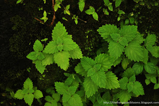 Sinhagad Sahyadris