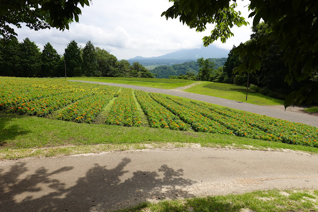 鳥取県西伯郡南部町鶴田 とっとり花回廊 花の丘