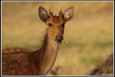 Young Barasingha at Kanha National Park