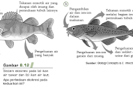 Tergokil 53+ Adaptasi Fisiologi Hewan Air