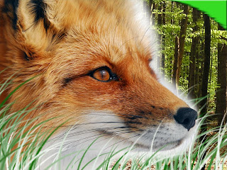 red fox wallpapers