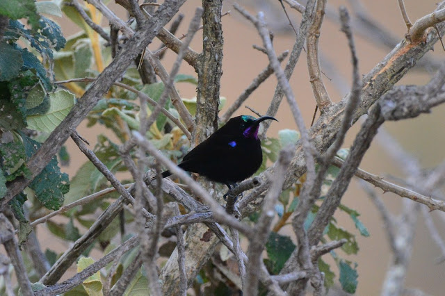 Chalcomitra amethystina - Souimanga améthyste