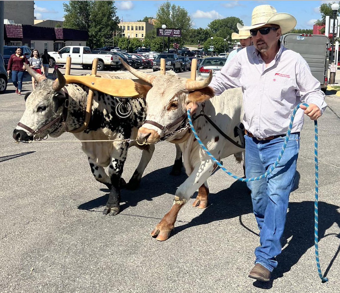 Just A Car Guy Crookston Mn has annual Ox Cart Days to celebrate the