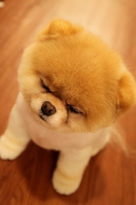 Meet Boo the Cutest Pomeranian Dog Seen On www.coolpicturegallery.us