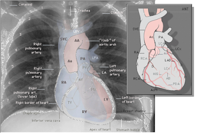 Thorax dan Letak Jantung