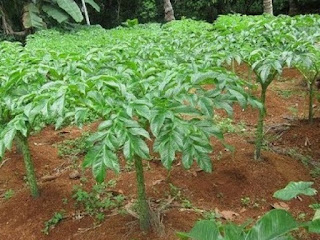 BUDIDAYA TANAMAN PORANG DENGAN NILAI EKONOMIS TINGGI BUDIDAYA TANAMAN PORANG DENGAN NILAI EKONOMIS TINGGI