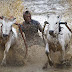 Cow racing festival Indonesia