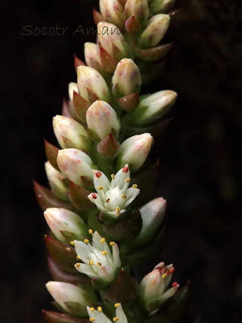 Orostachys japonica