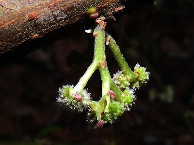 水麻的雄花