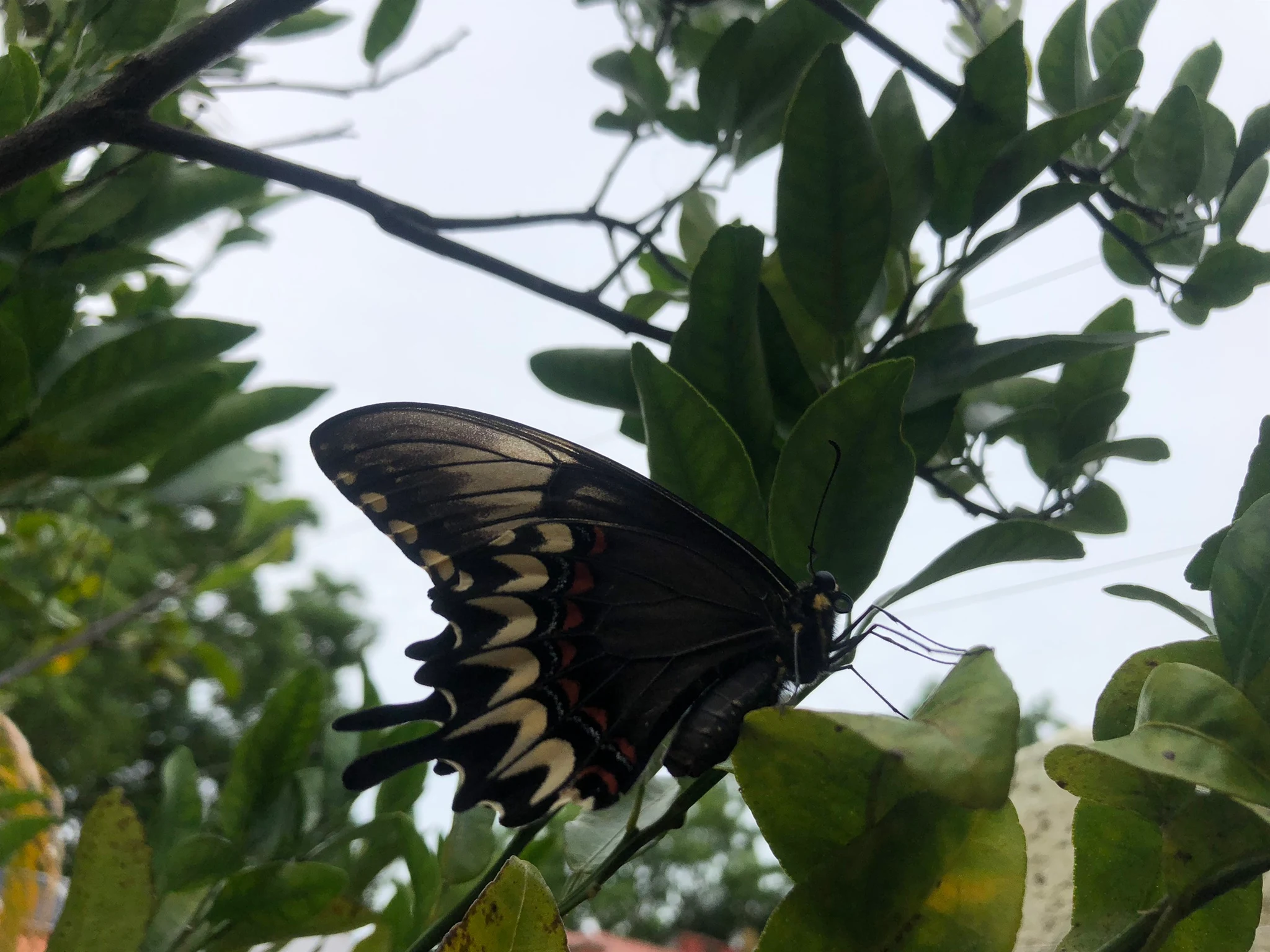 Heraclides astyalus na bergamoteira