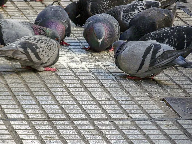 Grupo de palomas xomijnedo en la acera.