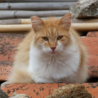 Chat domestique - Felis silvestris catus