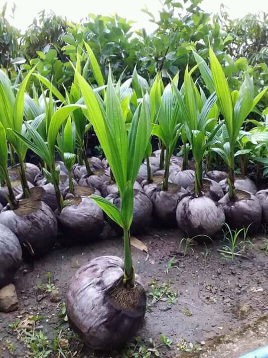 jual bibit buah wulung kelapa asli berkualitas banyak ukuran Kalimantan Selatan