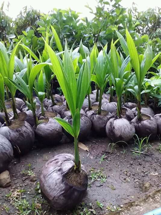 jual bibit buah kelapa wulung asli cepat berbuah manis Jakarta Utara