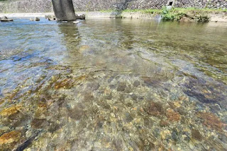 透明感のある川の水