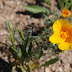 Desert wildflower season 2013