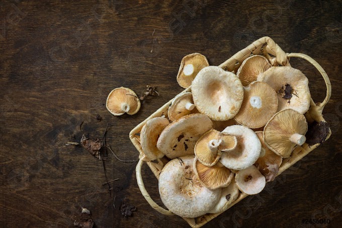 Scope of Mushroom Business in Saudi Arabia | Organic mushroom farming | Biobritte mushroom farming