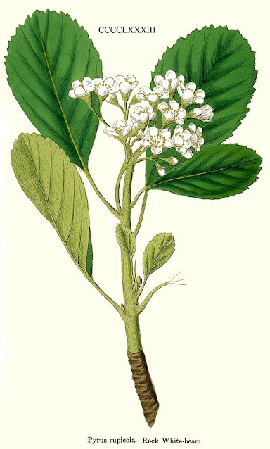 Ария скалистая / Рябина скалистая (Aria rupicola, =Sorbus salicifolia)