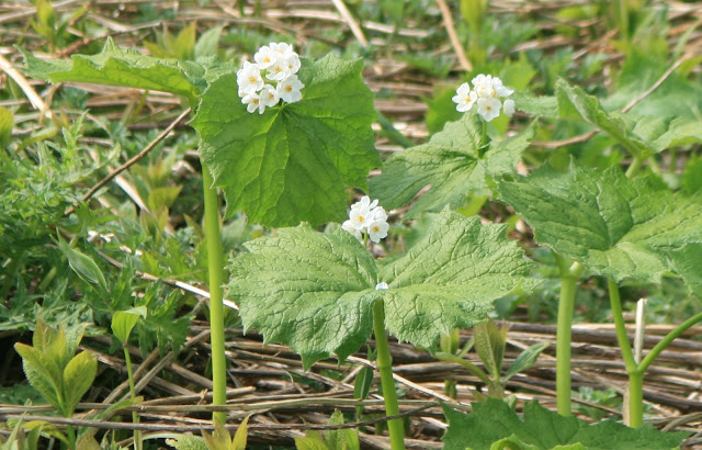 雨が降ると透明になる？？日本にも咲く美しい花、サンカヨウ【n】