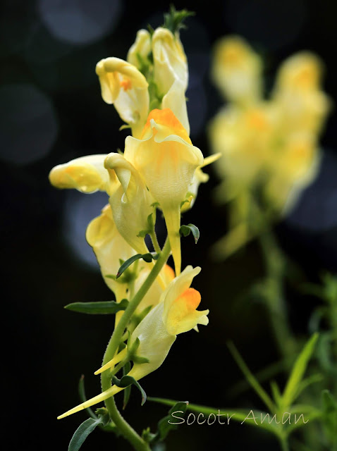 Linaria vulgaris