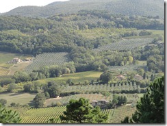 Montepulciano, Italy - view of the vineyards